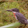 Giant Kingfisher