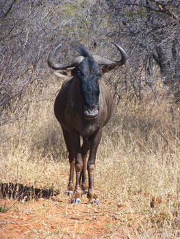 Another Wildebeest