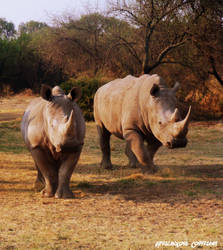 White Rhinos