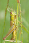 Grasshopper by BogdanCh