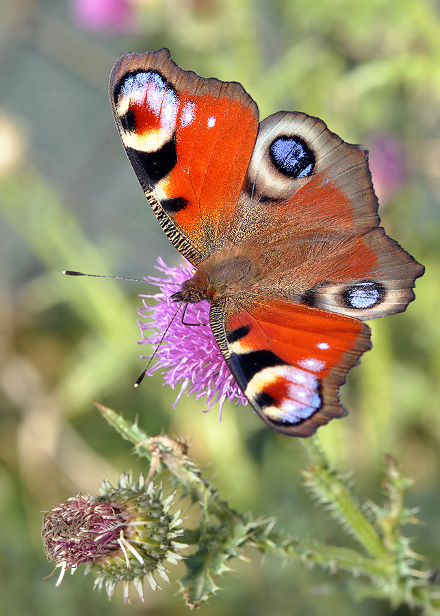 Red butterfly 6