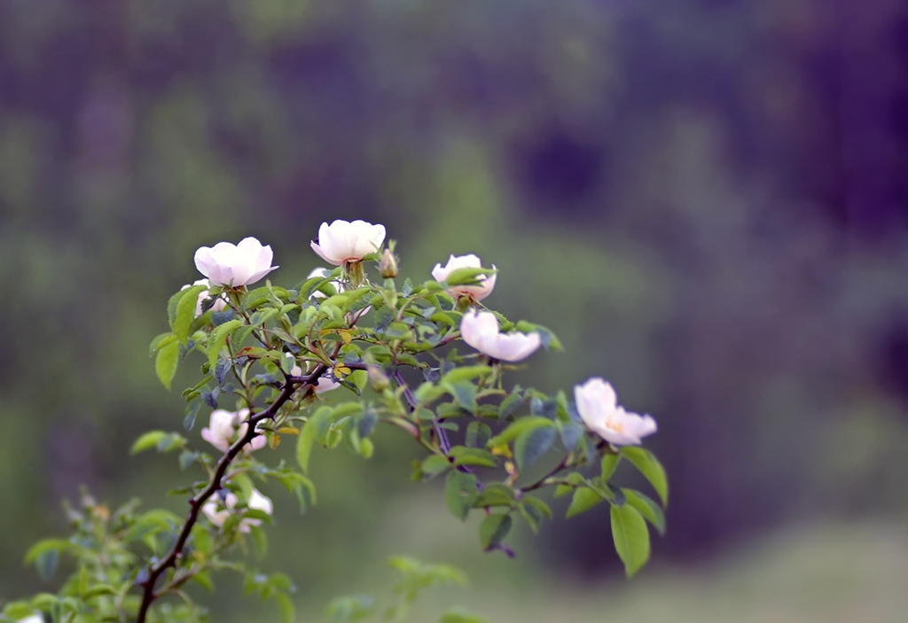 Rose hips