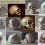 Skull Studies Compilation