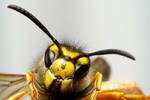 Wasp by Drumlanrig