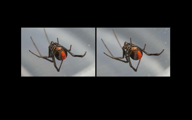 Stereo Redback