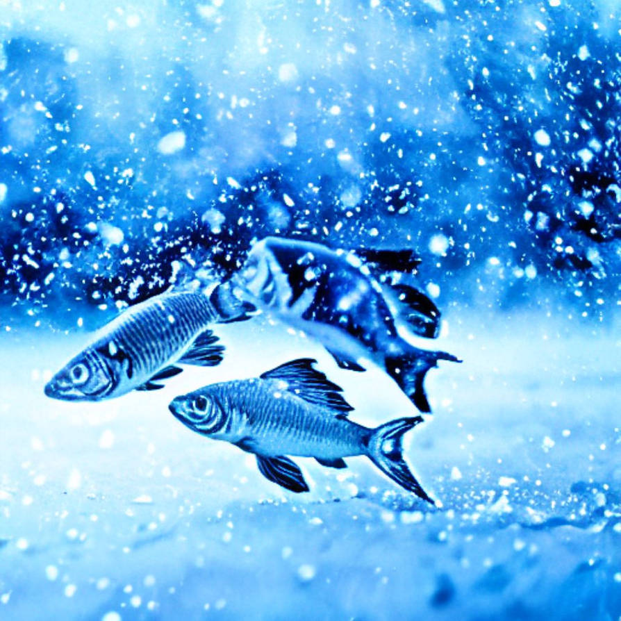FISH AND SNOW by prsingh on DeviantArt