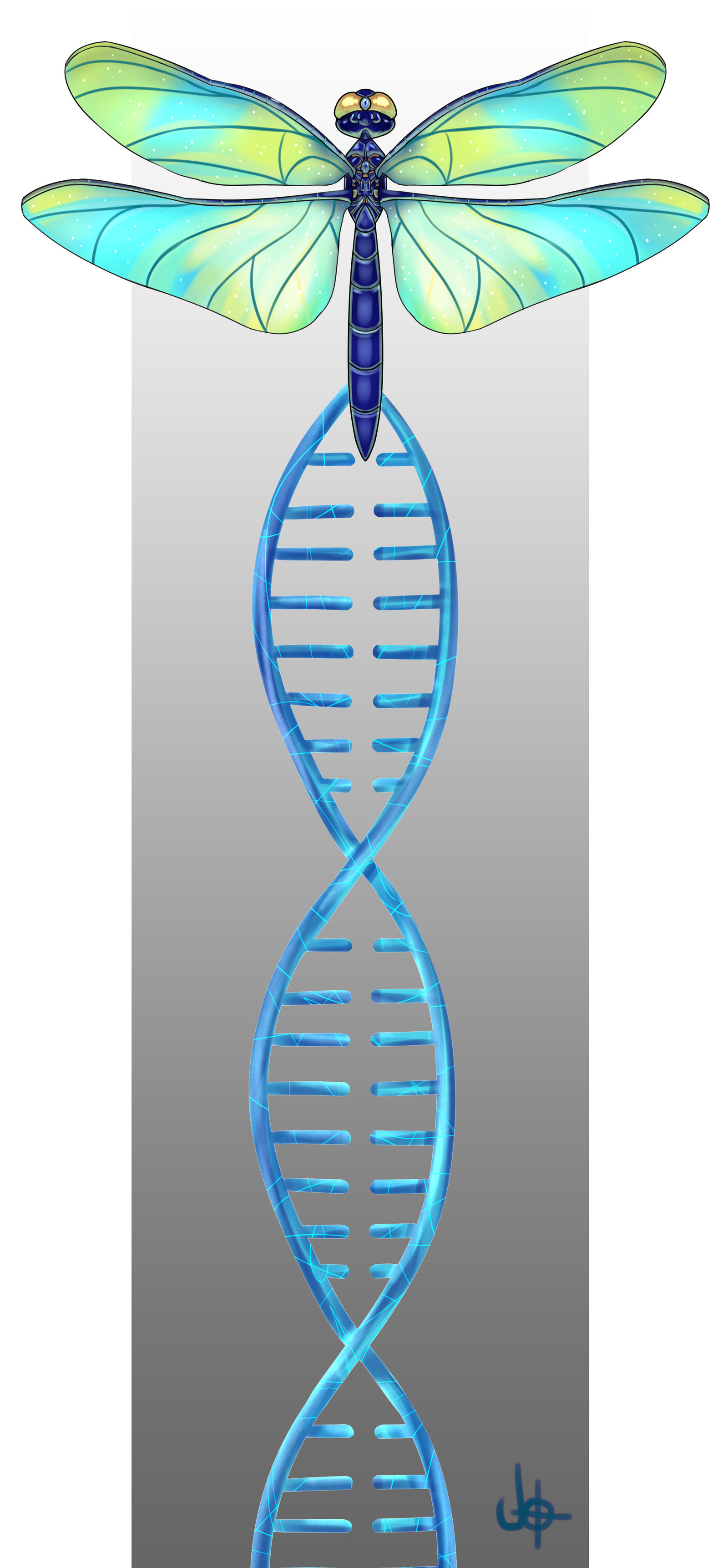 Libelula DNA