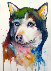 Colour Husky