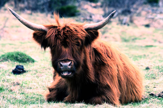 highland cattle x1