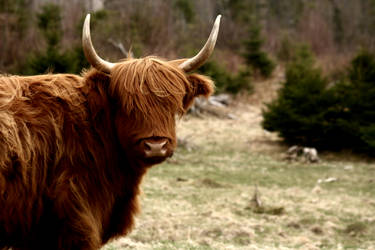 highland cattle x2