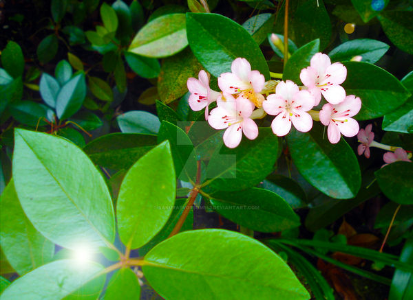 ~Blossoms in Spring~