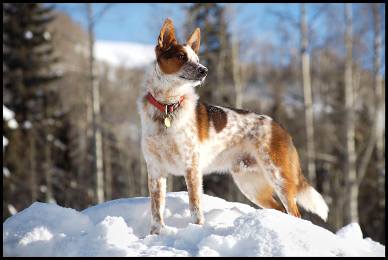 Mountian Dog