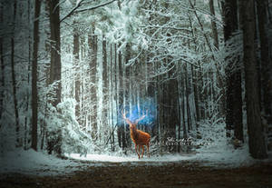 The Winter Stag by Shirokibo The Winter Stag by Shirokibo
