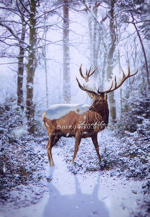 Icy Winter by Shirokibo Icy Winter by Shirokibo