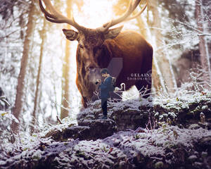 A Stag's Encounter