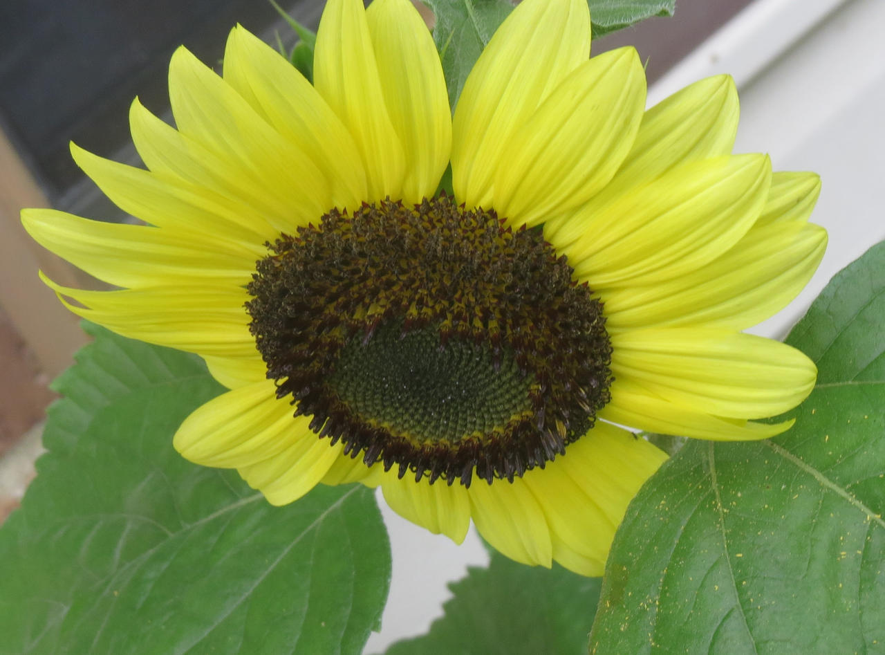 Sunf By Amoore744224 On DeviantArt sunf-by-amoore744224-on-deviantart