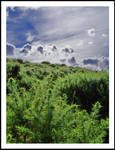 Gorse Hill by Ballisticvole