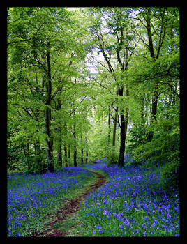 Bluebell Path