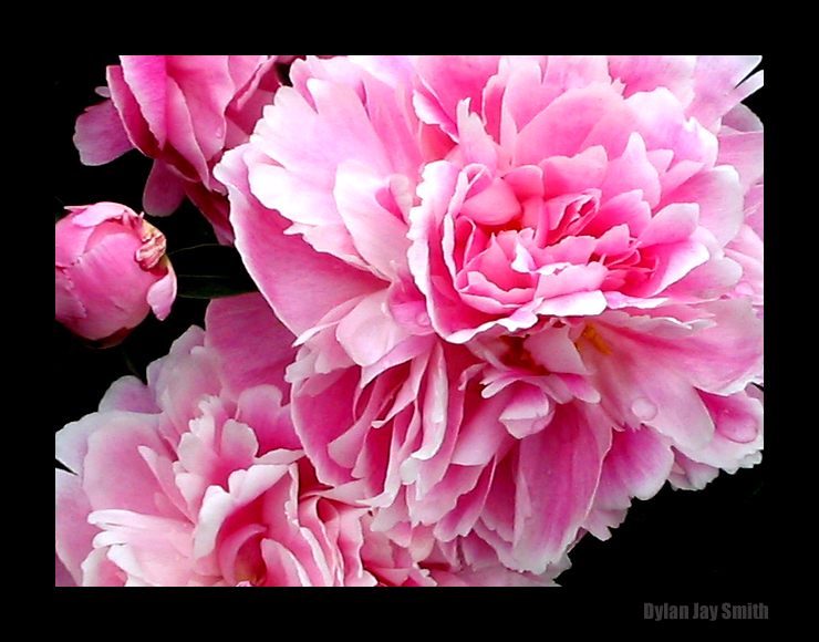 Peony Cluster