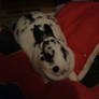 My rabbit