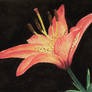 Star Gazer Lily