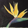 Bird of Paradise