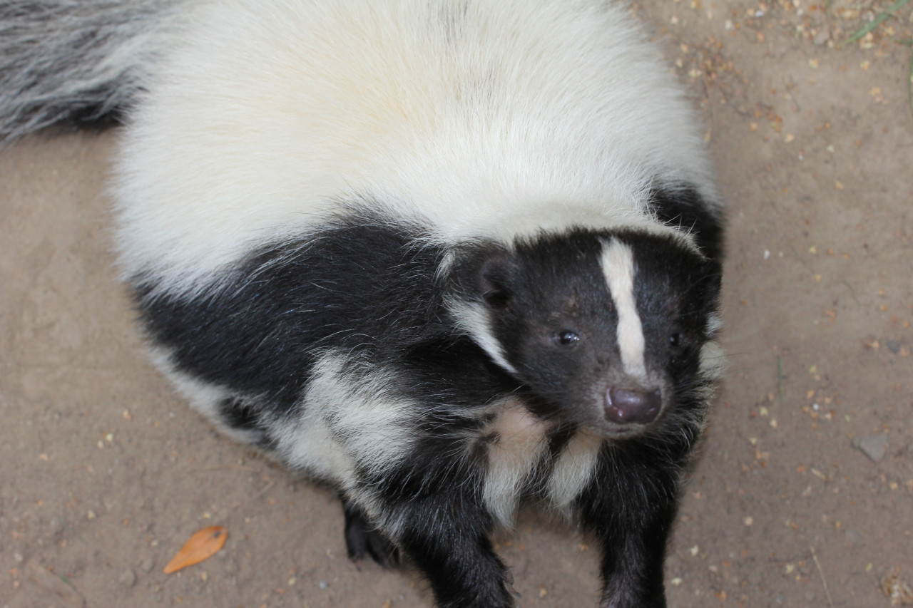 Hans The Friendly Skunk Wants Food by Indoraptor11 on DeviantArt Hans The Friendly Skunk Wants Food by Indoraptor11 on DeviantArt