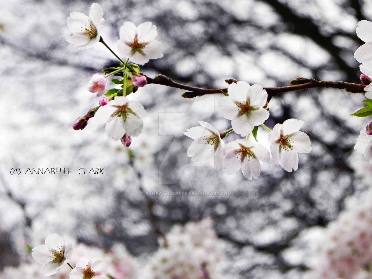 Small white cherry blossom