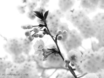 Blossom grayscale