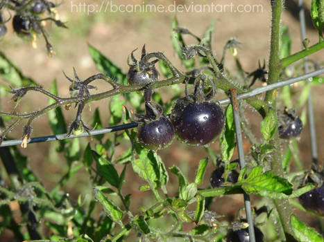 Indigo Rose Tomatoes 4