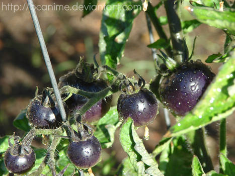 Indigo Rose Tomatoes 5