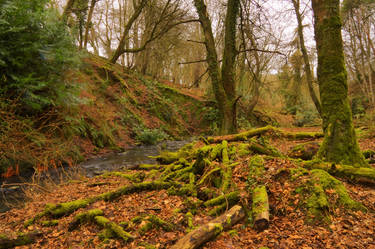 Forest Floor