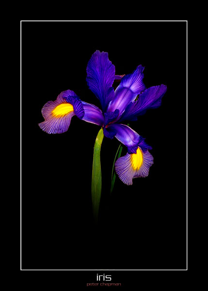 Iris