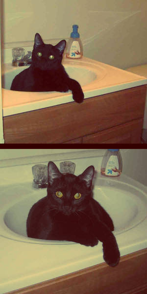 Sink Kitty