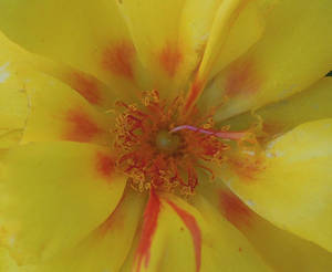 Yellow Flower2