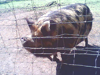 Kunekune piggy no. 2