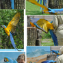 Blue-and-yellow Macaw Stock