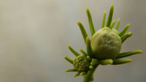 Arabian Jasmine Buds