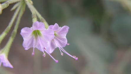 Purple Beauty