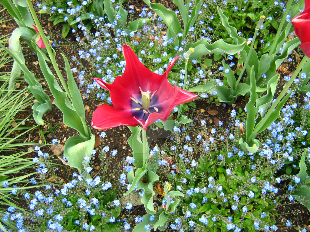 Little Red Flower