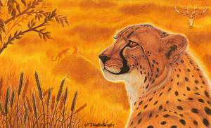 International Cheetah Day