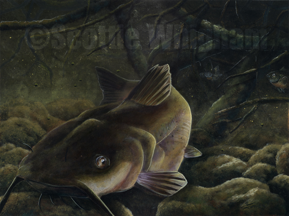 Channel Catfish by scottiewhigham on DeviantArt