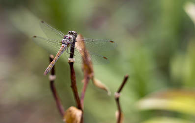 devil's darning-needle