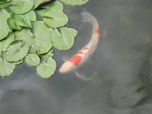 Don't Play Koi