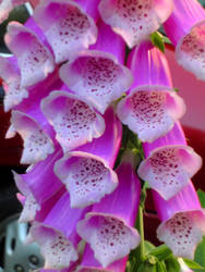 foxgloves