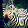 Lone Zebra