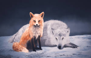 Fox and wolf