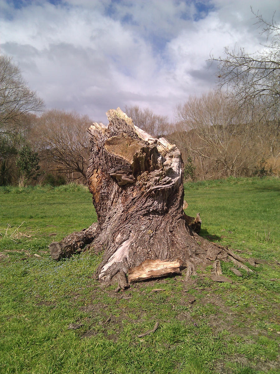 Tree Stump