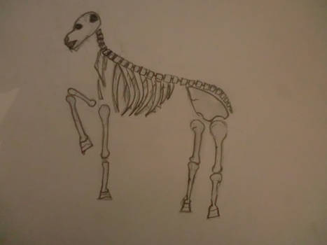 Skeletal Horse