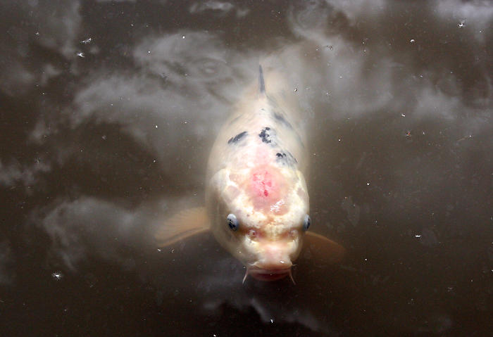 Mr. Grumpy Gills by ObsidianGongo on DeviantArt